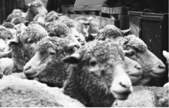 Escorial Sheep
